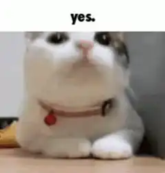 Cat nodding yes
