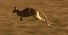 kangaroo jumping in sepia