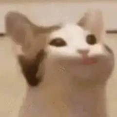 cat screaming