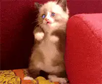 Cute kitten standing on hind legs