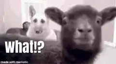 shocked sheep and dog what