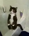 Cat sitting in bathtub