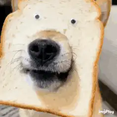 dog with bread slice on head