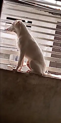 white dog sitting on ledge
