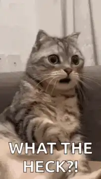 Shocked cat what the heck