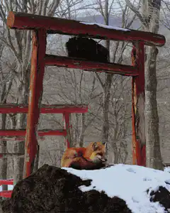 Fox sleeping under torii gate transforms to sweet dreams