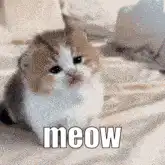 Sad kitten meowing
