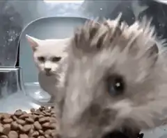 judgy cat watches hedgehog
