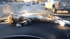 cat relaxing on car dashboard