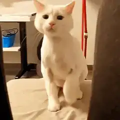 white cat standing on hind legs