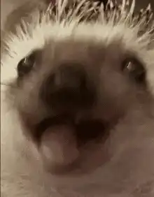 Close-up of a hedgehog yawning