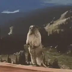 Marmot standing on hind legs