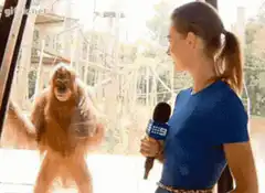 Orangutan Smiling at Reporter