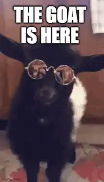 Goat wearing sunglasses