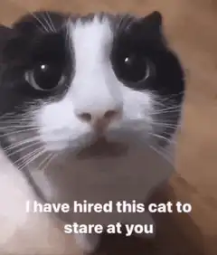 Cat staring at you