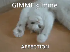 Gimme Affection Cat