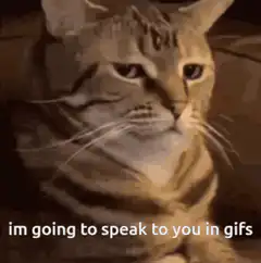 Cat speaking in gifs
