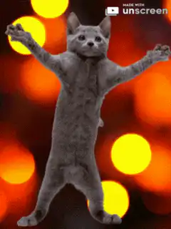 Dancing cat with arms out