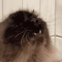 Fluffy cat licking its nose
