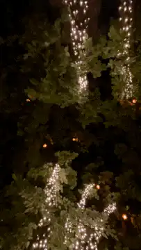 twinkling christmas lights in trees
