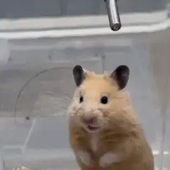 Hamster zooming in on camera