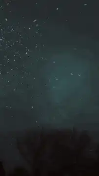 Snow falling on trees at night