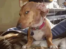 Dog with half-closed eyes