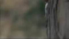 Arnold Schwarzenegger peeking from behind a tree