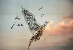 sketch bird flying be free
