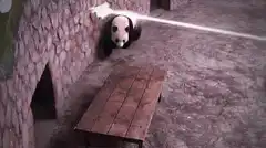 Panda dodging laser beams
