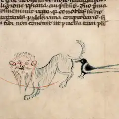 medieval drawing bird pecking cat