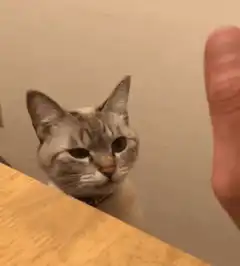 Cat slaps finger
