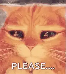 Orange cat pleading with big eyes