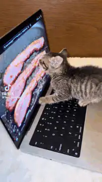 kitten sniffing bacon on laptop screen