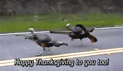 Turkeys running with rifles