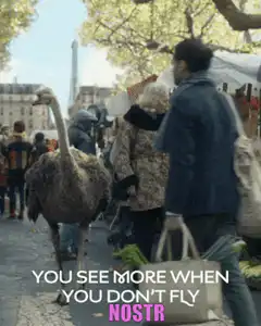 Ostrich walking through a market