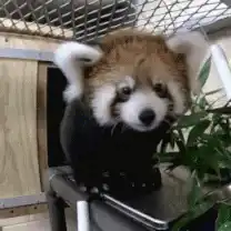 Cute red panda sitting and looking around