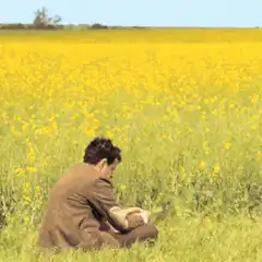 man sitting in yellow flower field