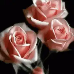 glowing pink roses