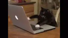 black cat typing on laptop