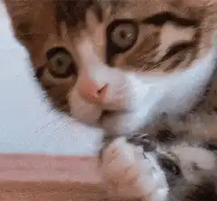 wide-eyed kitten covering mouth