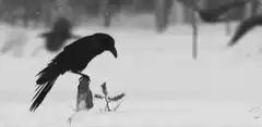 Black bird in snowy forest