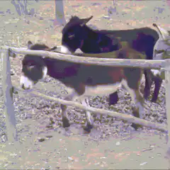 Donkeys behind a wooden fence
