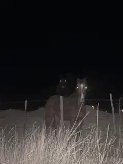 Horse with glowing eyes and light beams