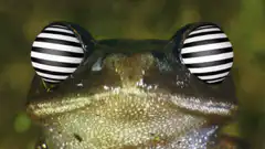 frog with hypnotic spinning eyes
