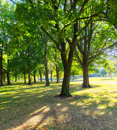 sunlit park with tall trees