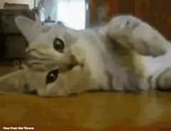 Cat rolling over with text