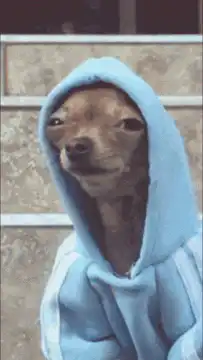 Chihuahua in blue hoodie