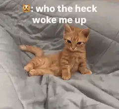 Grumpy kitten who woke me up