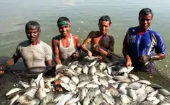 Four men with a large catch of fish in water